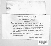 Polyporus lucidus image